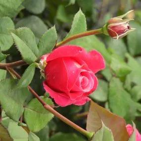 Timeless Charisma Rose (Rosa Timeless Charisma) 3